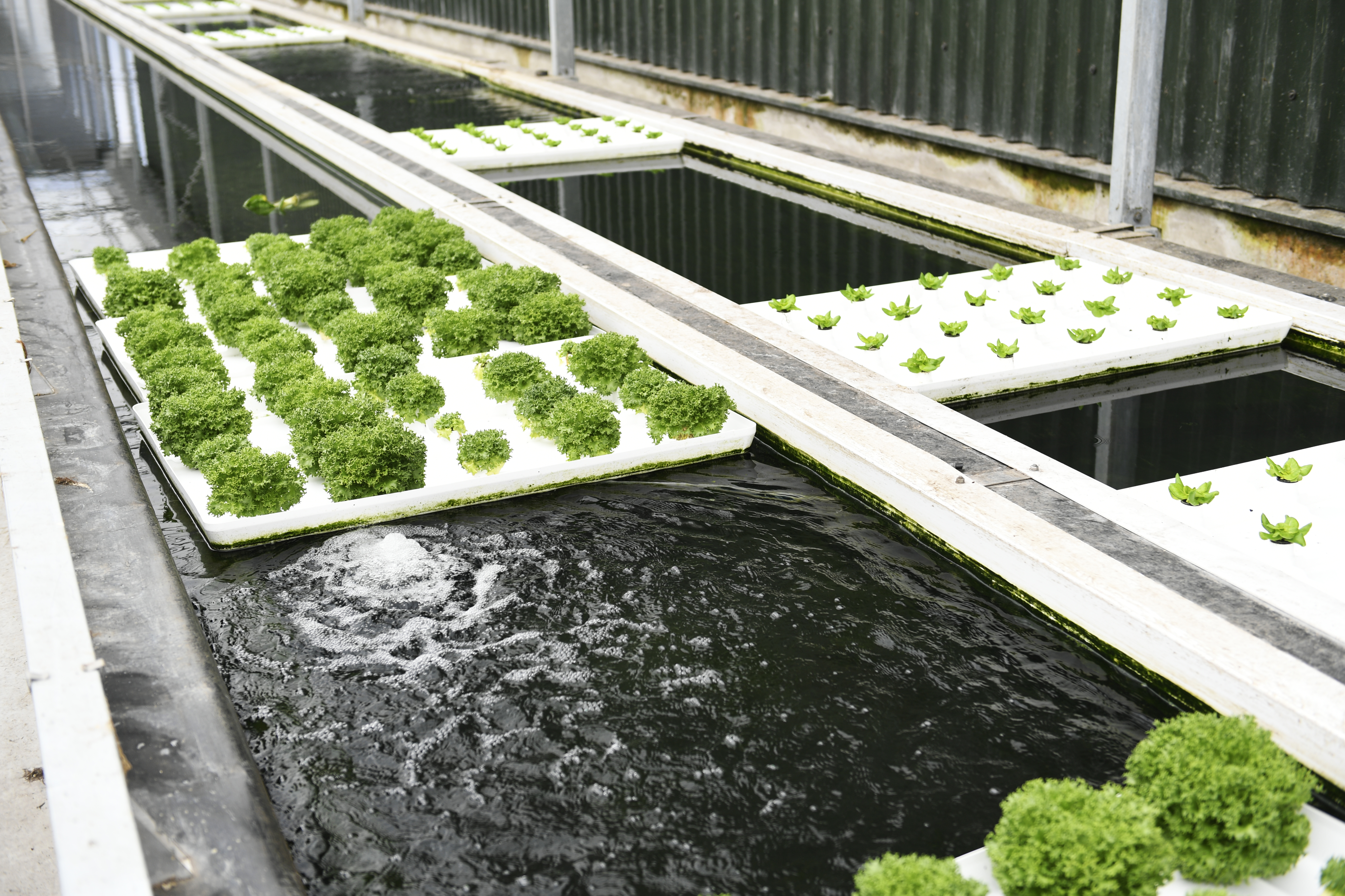lettuce hydroponics