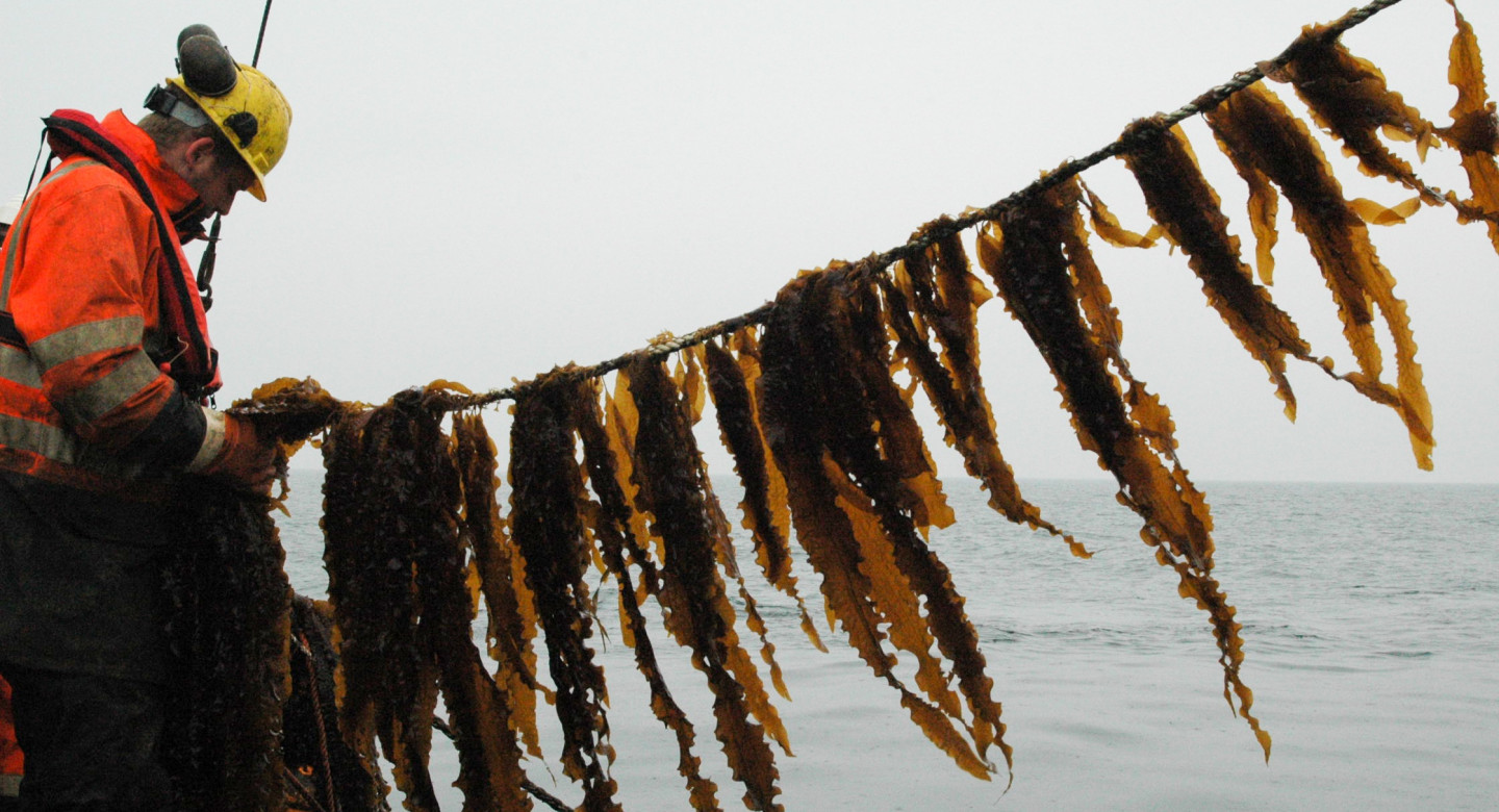 Sea farming